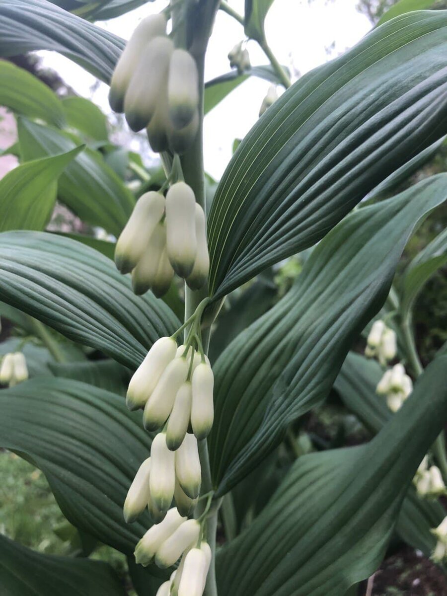 Polygonatum Roseum