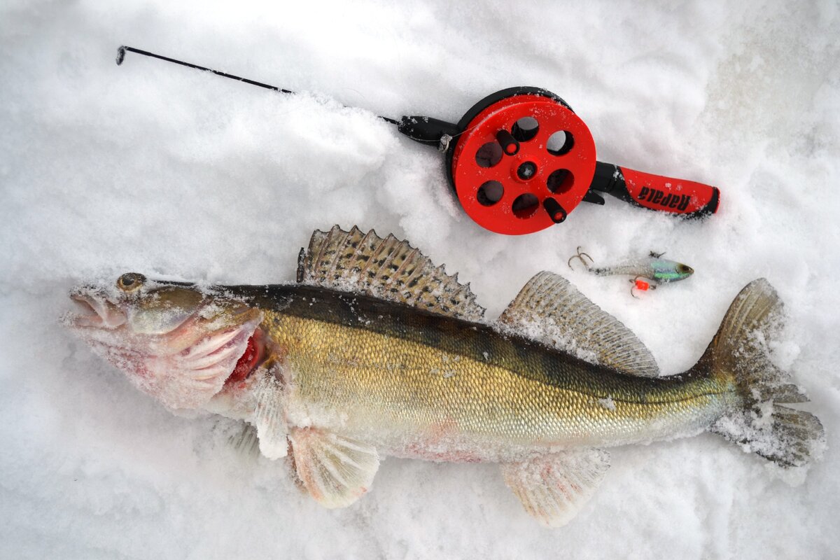 Хороший сударь...!