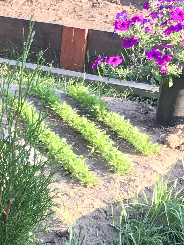 Молодые нежные листочки руколы  готовы за 3 недели