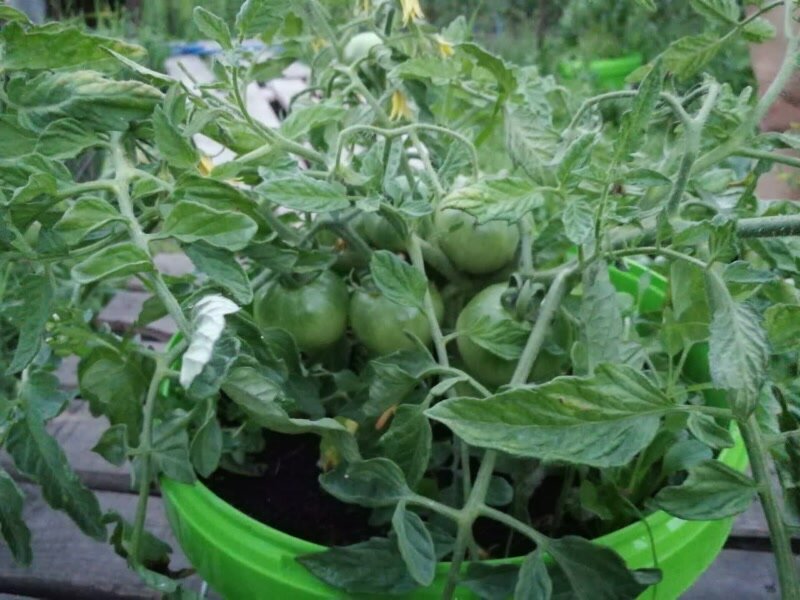 Низкорослые томаты для открытого грунта: 9 сортов, сама вырастила ...