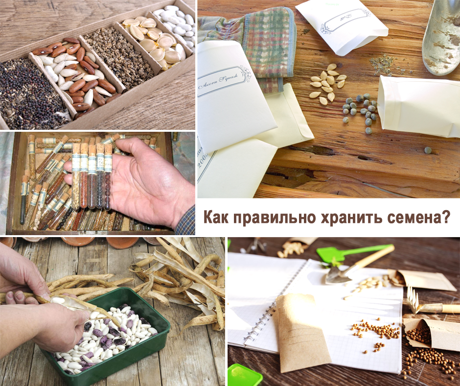Семена в пакетиках. Заготовка семян. Семена хранение. Семена в пакетиках. Семена в пакетиках.