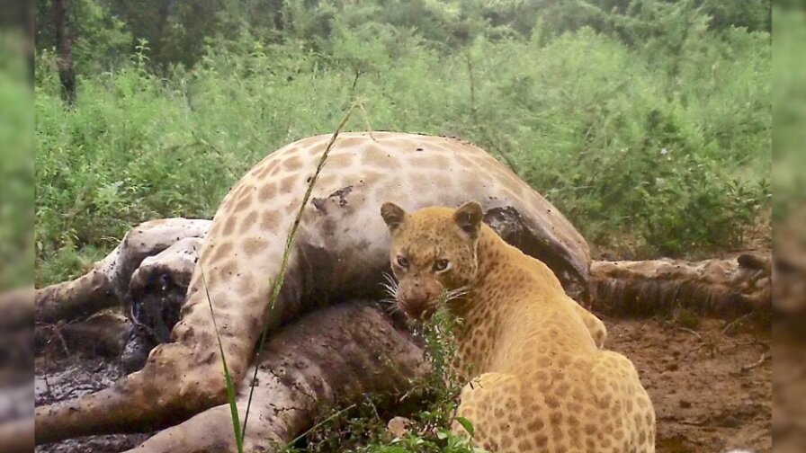 Фото blackleopardmountainlodge.co.za