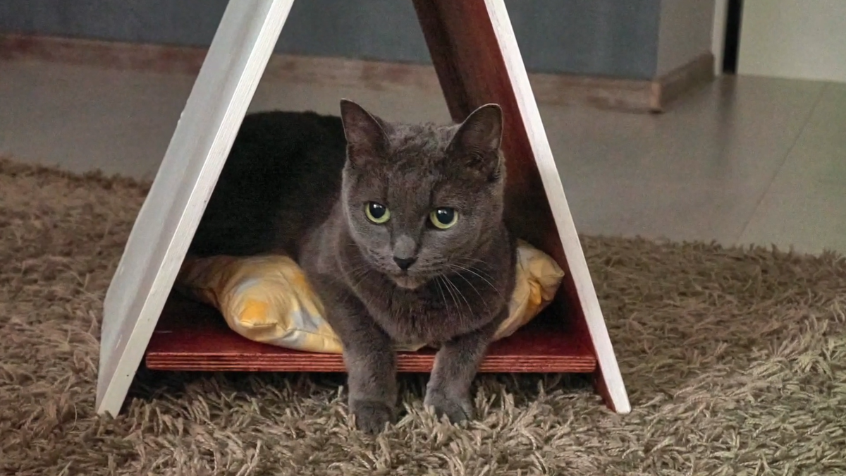 Домик для кошки своими руками | Блог ветклиники 