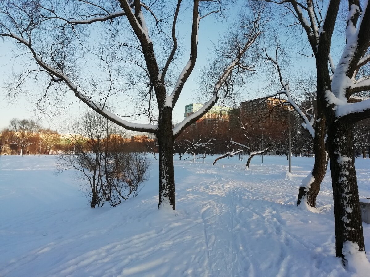 Много много домов и не так уж много деревьев