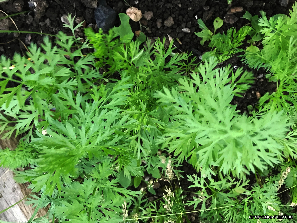 личное фото