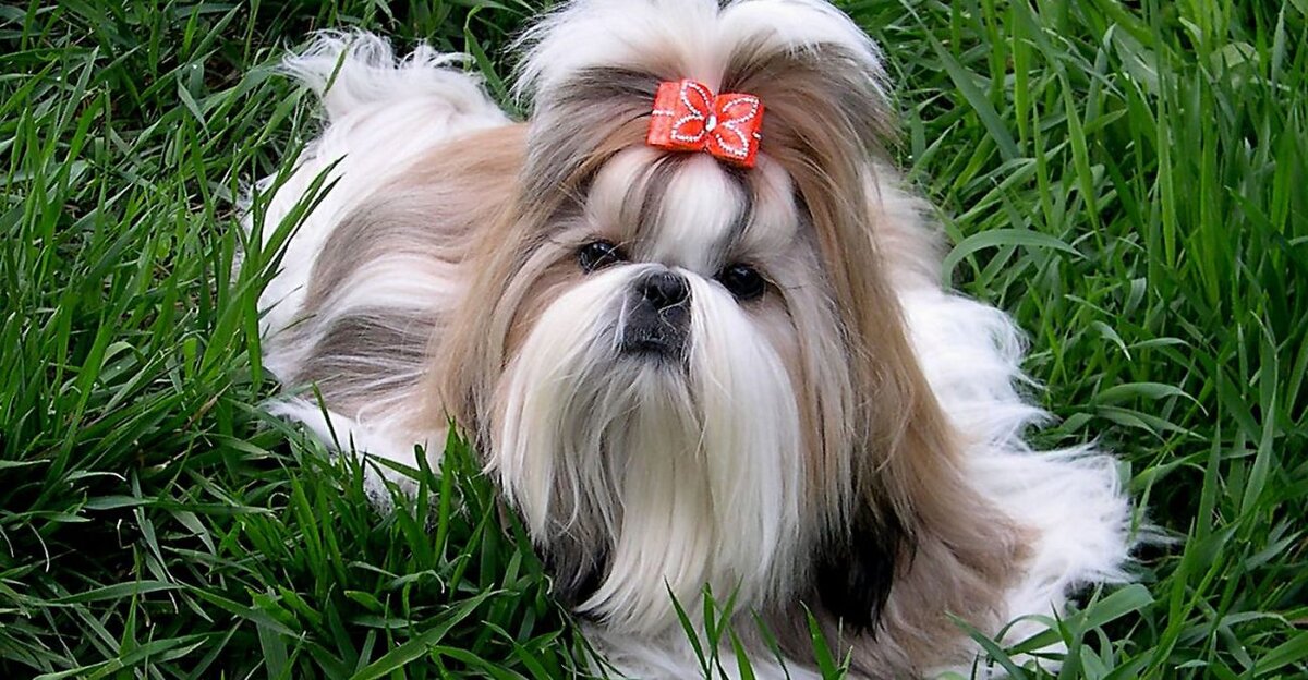                                                          название породы