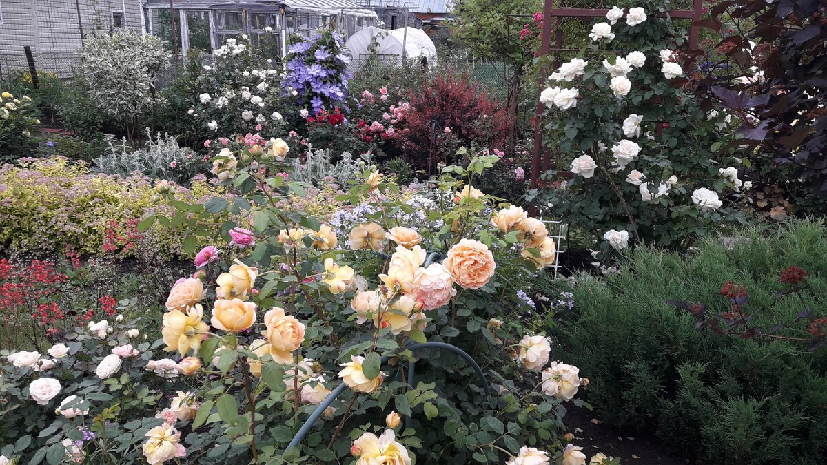 Мой сад, 2020 г