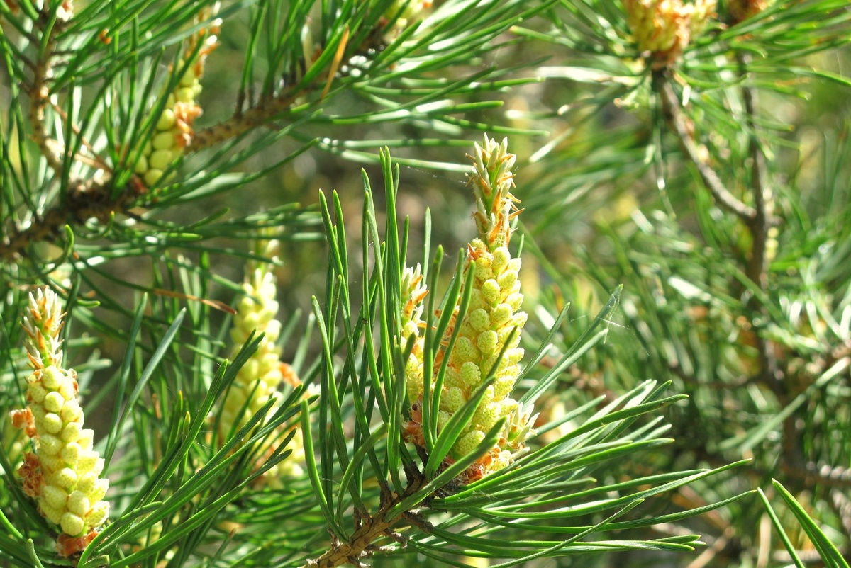 Скоро весна! Заготовки сосновых почек!
