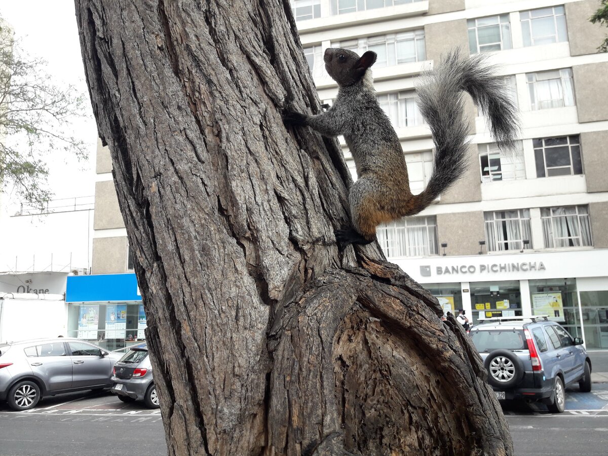 Белки в Лиме, Перу