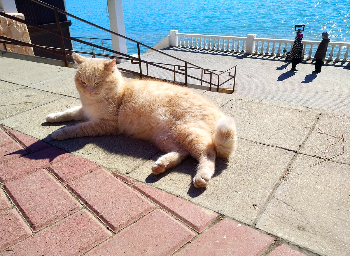 Персик на своей набережной, фото автора