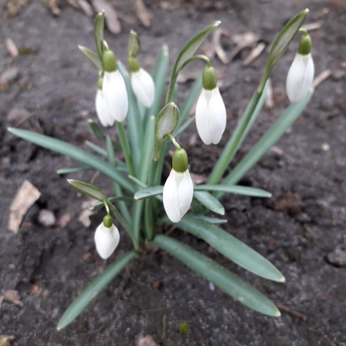 Подснежники / Фото из личного архива