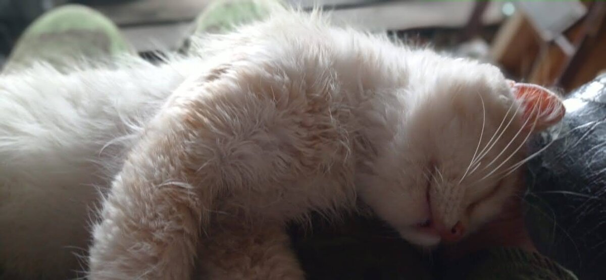 Кот Гаврюша