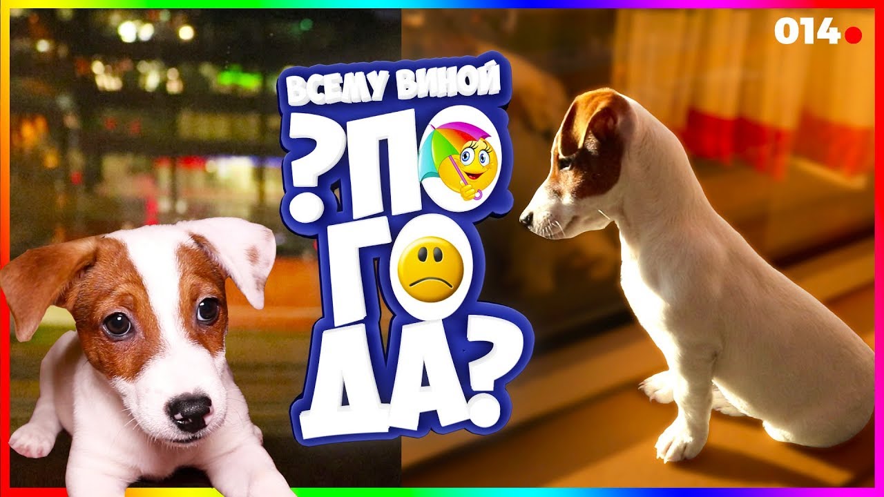 Dogvlog Что За Погода? Локи Бобо Говорящая собака 014 серия | ЛОКИ БОБО |  Дзен