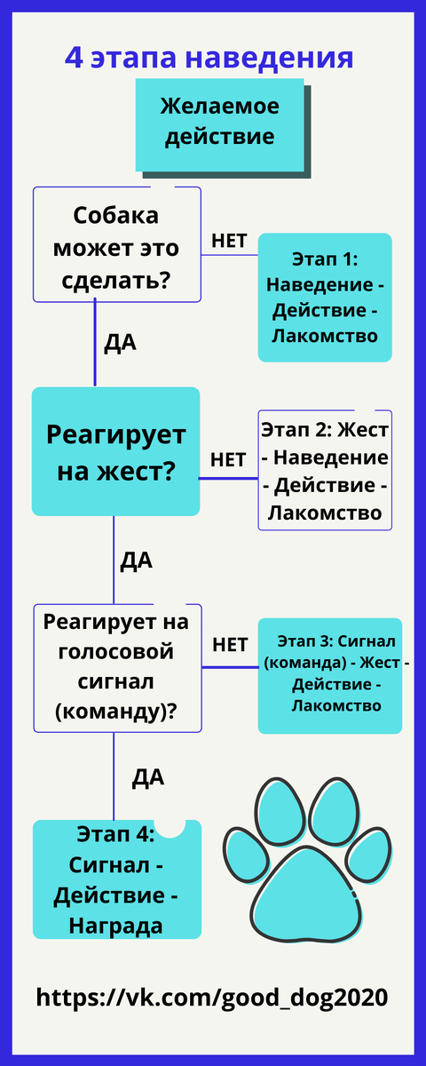 4 этапа наведения в дрессировке собак: инфографика фото