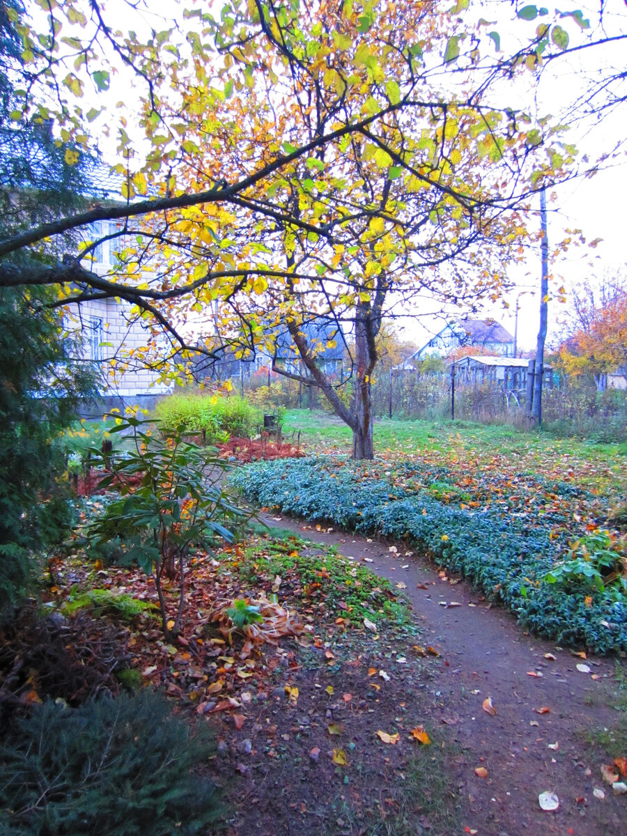 Барвинок. Линию массива поддерживаю с помощью газонокосилки