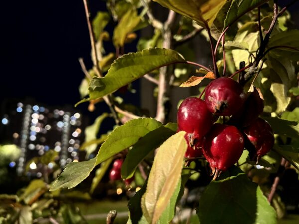 Обзор iPhone 13 Pro: возможности камер, модем и макросъемка10
