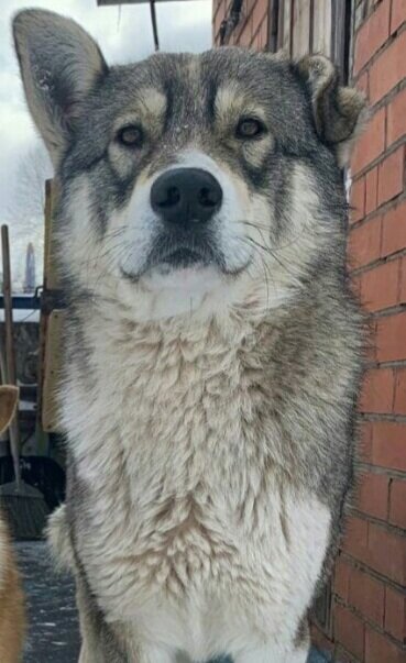 Статный  красавец