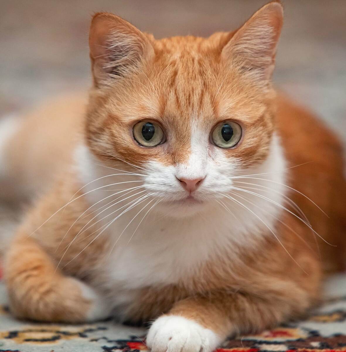 Яшенька --- Очень Ласкучий Котик !!! Приходите скорее знакомиться с Яшей !!!