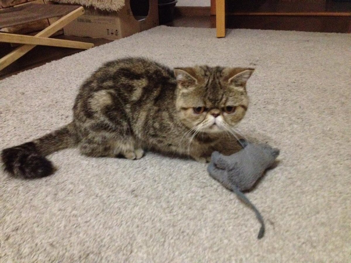 В нашем доме мышей нет, поэтому у Шуши игрушечная мышка