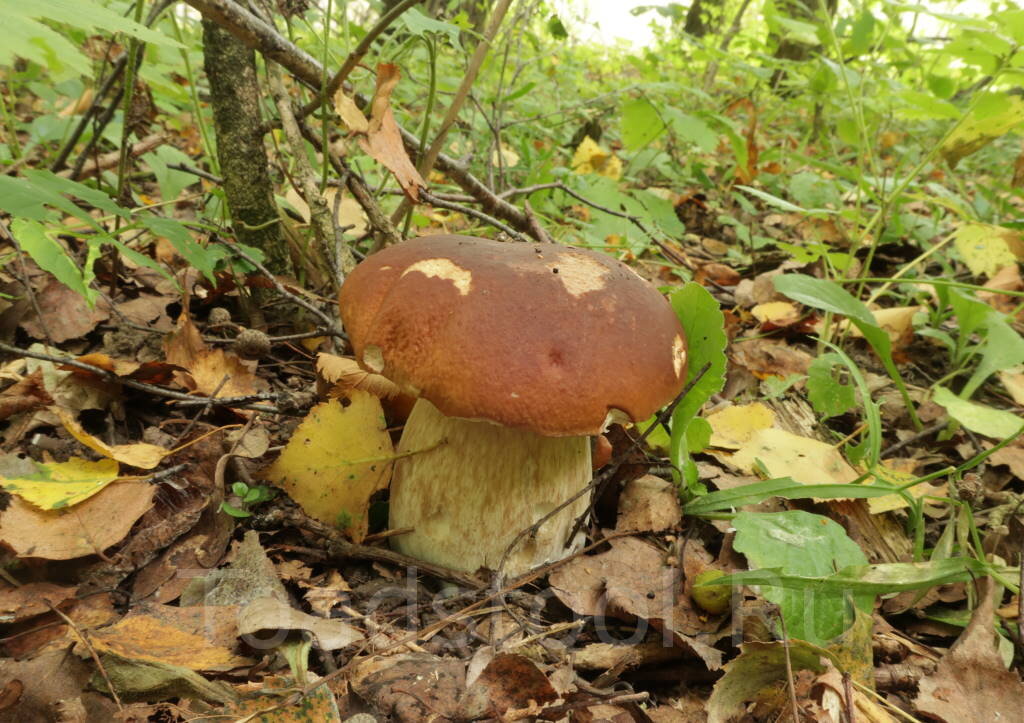 Или я ошибаюсь, и это всё те же ретикулятусы? (фото И.Лебединского)