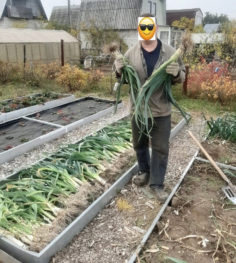 В руках у мужа, как раз сорт Элефант, он не высокий, но имеет очень толстую ногу.