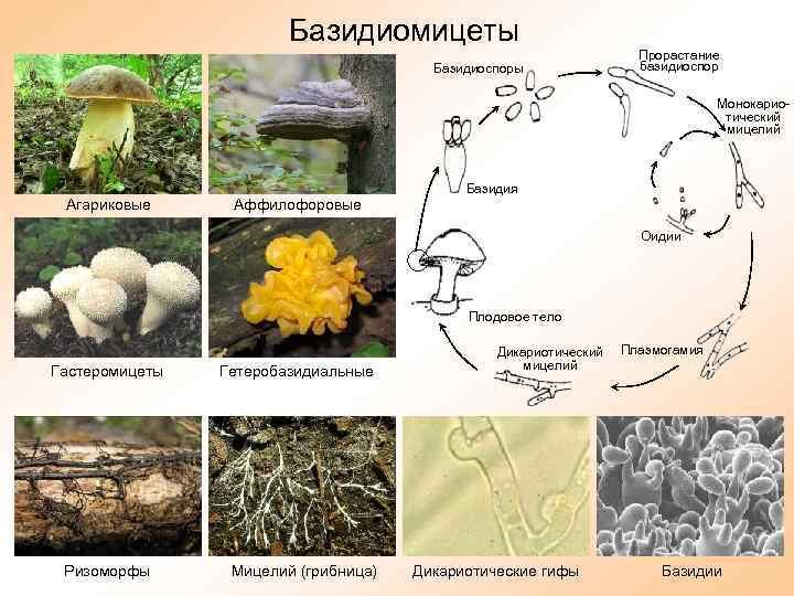 Базидиомицеты. Отдел Базидиомикота представители. Грибы из отдела Базидиомикота. Базидиомицеты строение.