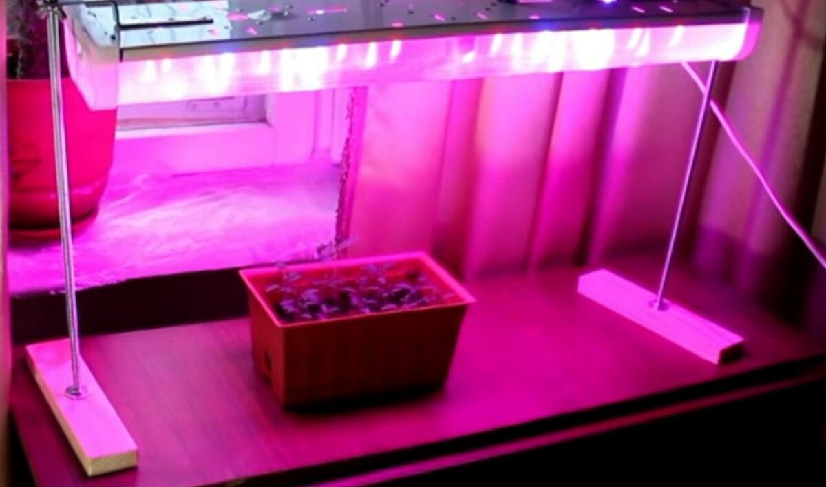 Досвечивание рассады.