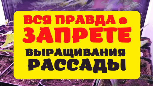 В России запретили выращивать рассаду на подоконниках?