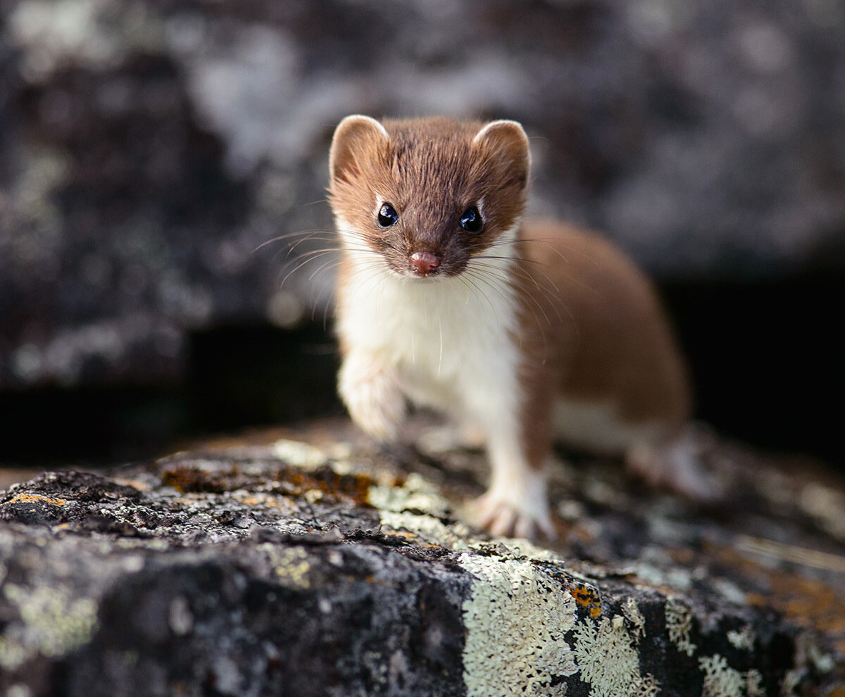 Горностай фото животного. Горностай (Mustela erminea). Горностай Сахалинский. Восточно Сибирский горностай. Горностай зверек сем куньих.