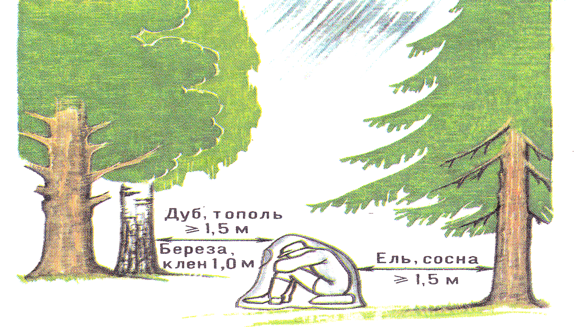 Рассказываю, что нужно знать, оказавшись в лесу во время грозы | Poskoevo |  Дзен