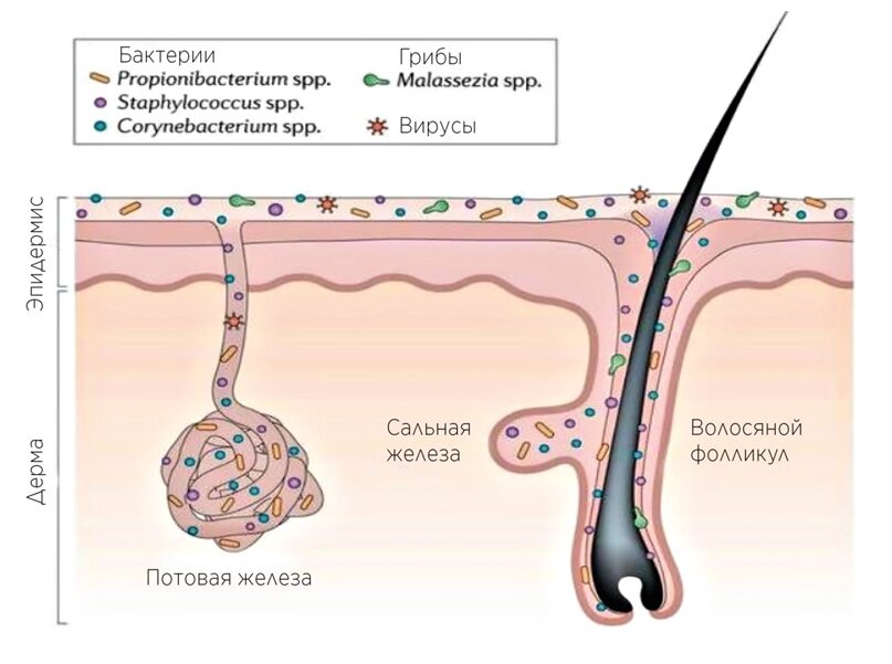 Микробиом (микрофлора кожи)