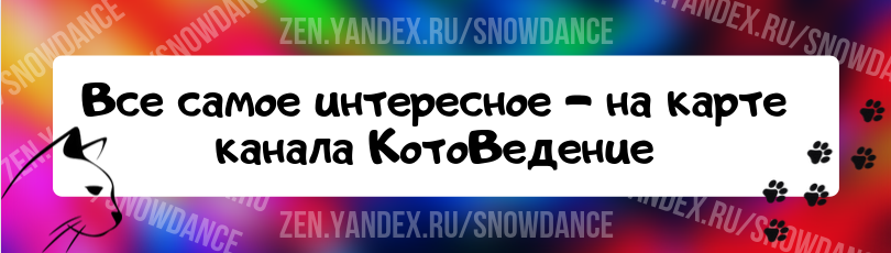 Что делать с кошачьими усами: 8 вещей, которые можно сделать с выпавшими  усами | КотоВедение | Дзен