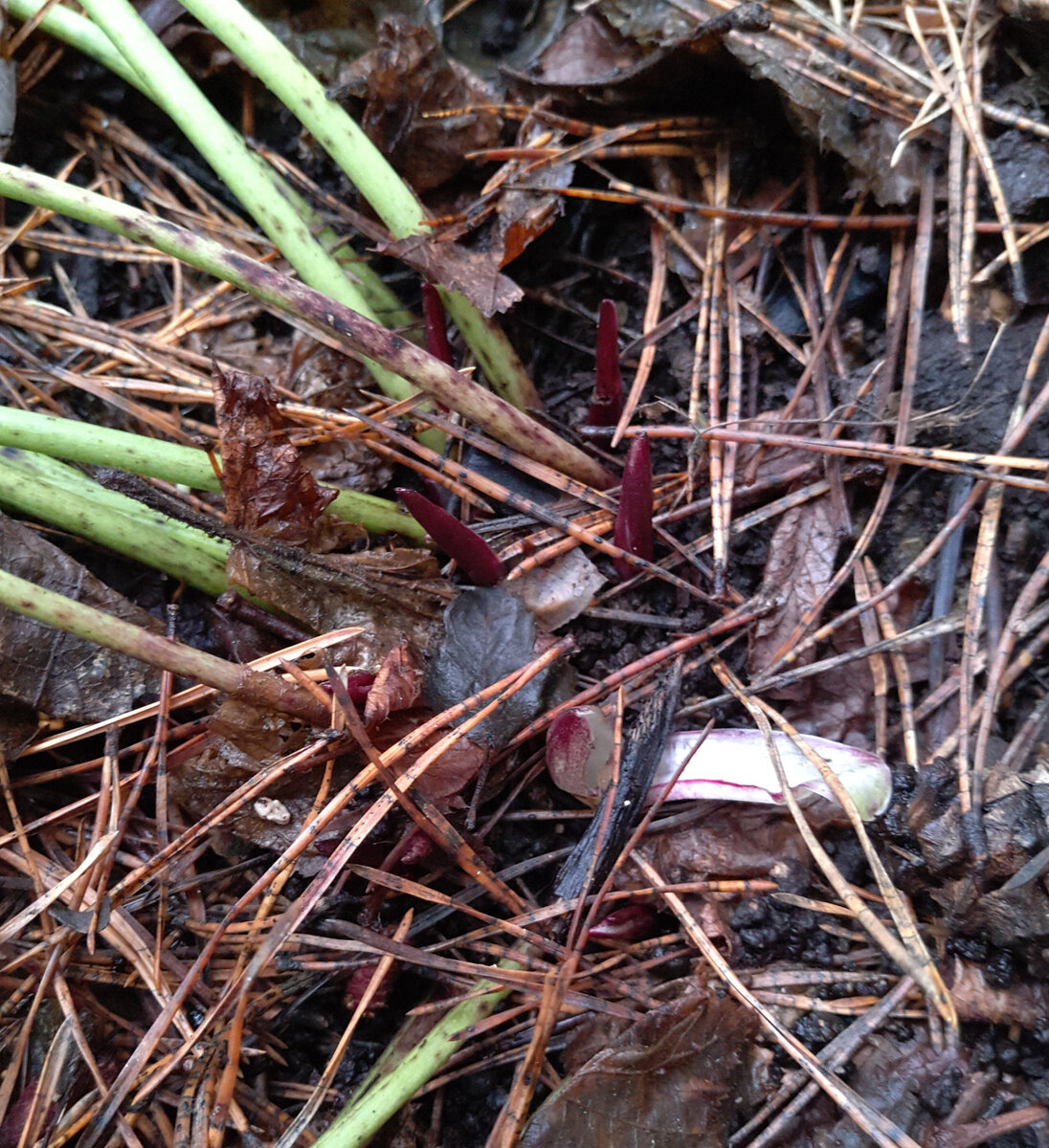 Новые почки в этом году тоже темно-бордовые. Беленькое- отломанный бутон