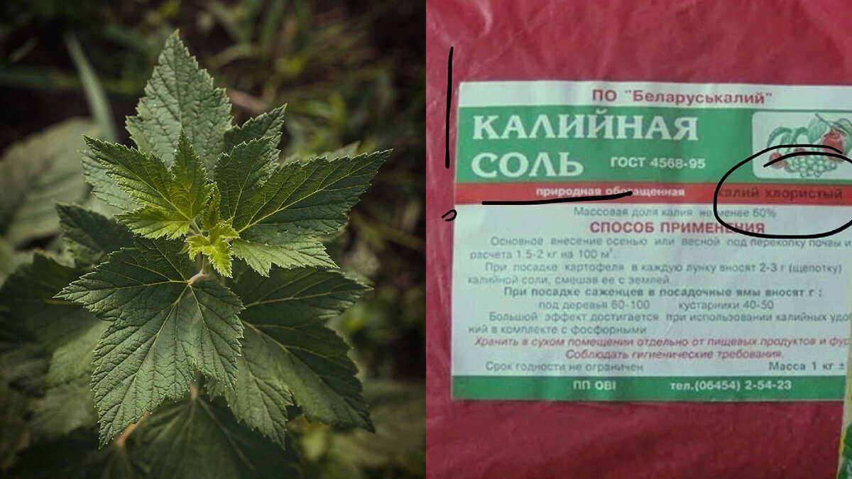 Я не то, что б против минералки на 100%, но я за здравый смысл. Выбирая удобрение, читайте упаковку, там много чего известного написано.