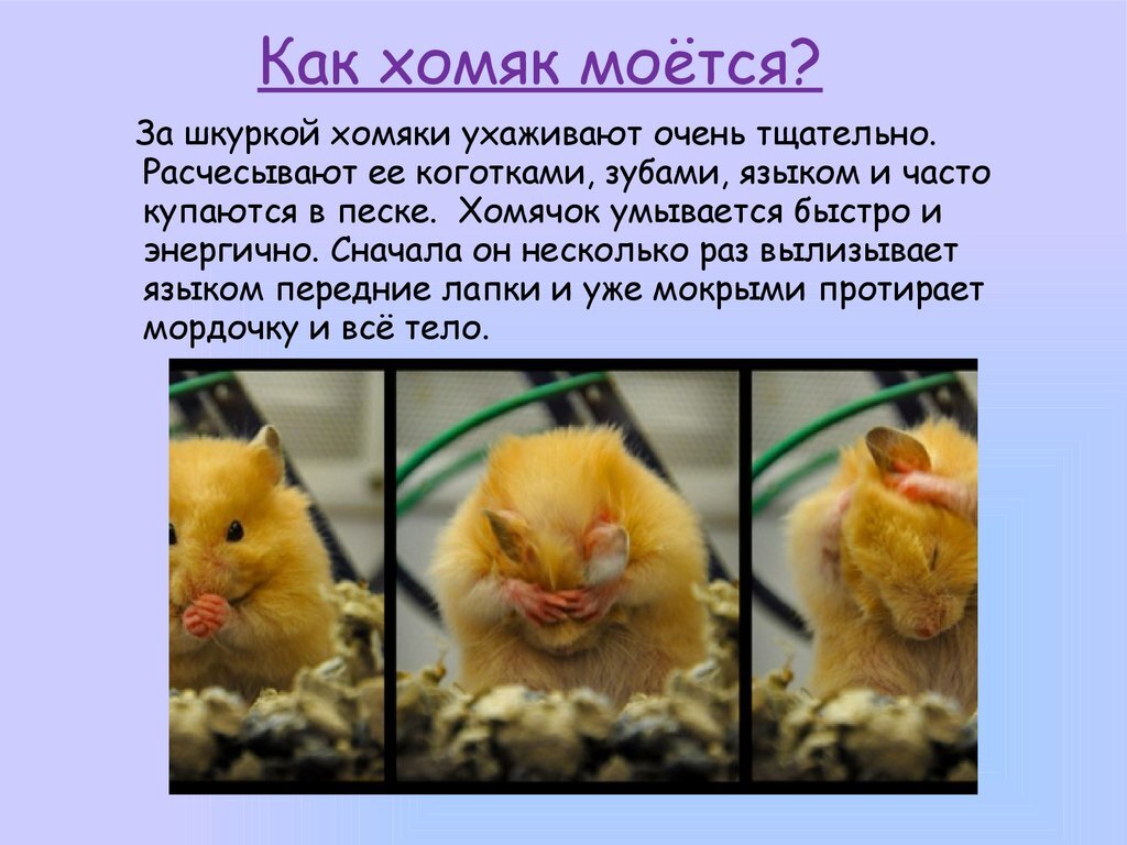 Хомяк презентация для детей