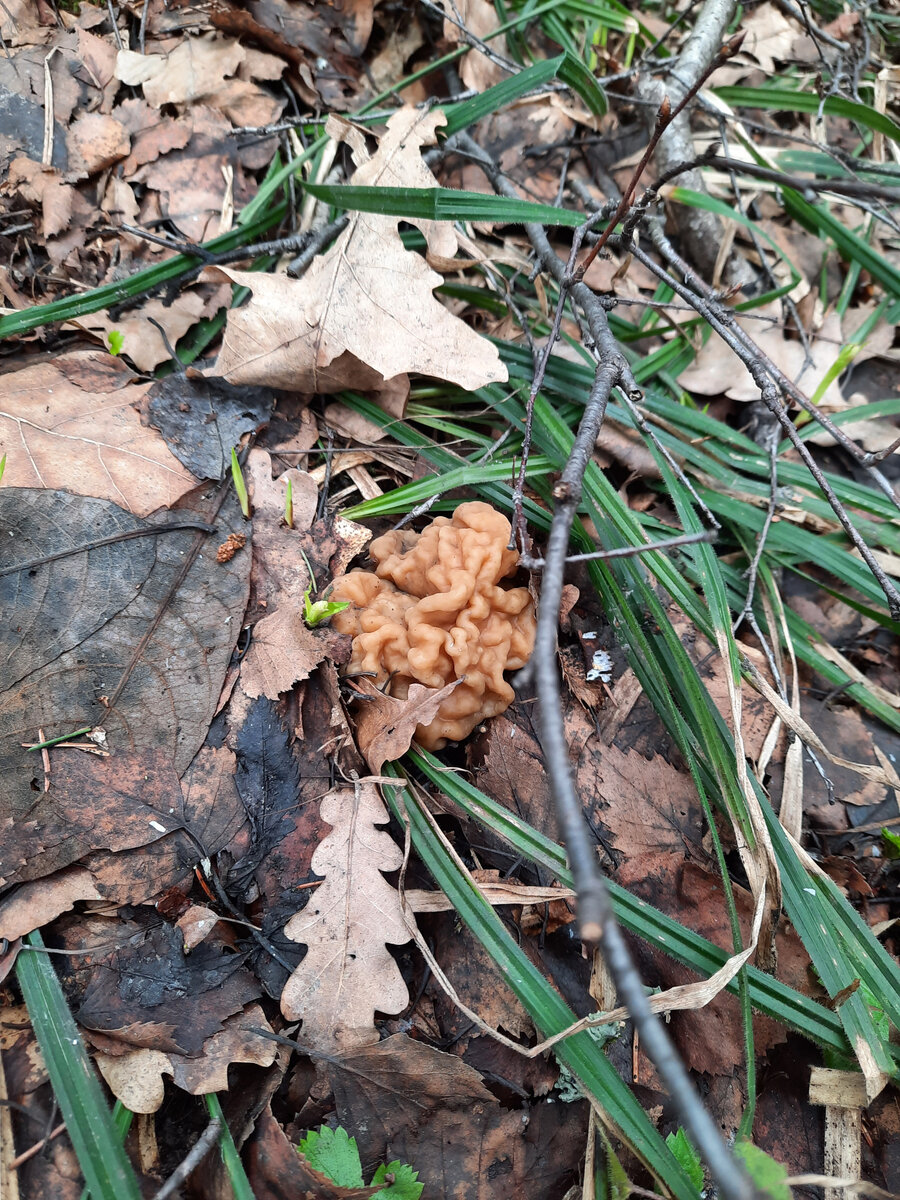 Ещё один приятный экземпляр.
Фото автора