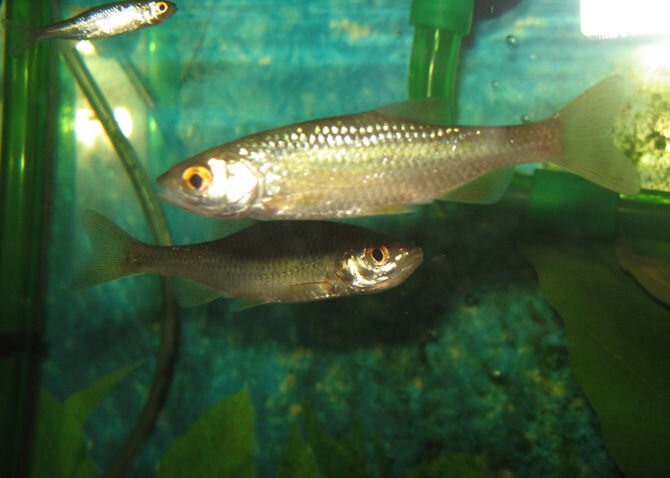 Рыба Бобырец-Калинка. Фото из открытых источников "Яндекс картинки"