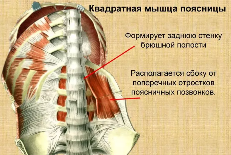 Мышцы поясничного отдела фото