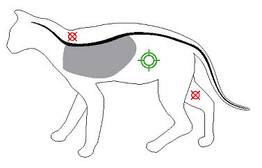 фото с сайта WSAVA.org