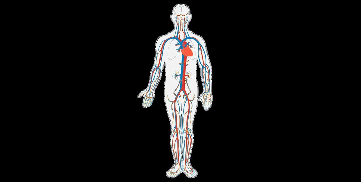 NOVA | Сердечно-сосудистая система и все, что о ней нужно знать