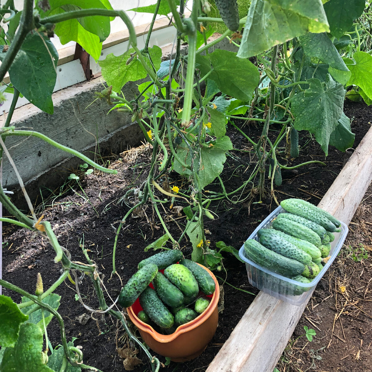 Ох и тяжко фоткать огурцы - ничего не понятно ( Обрезано 60% листьев