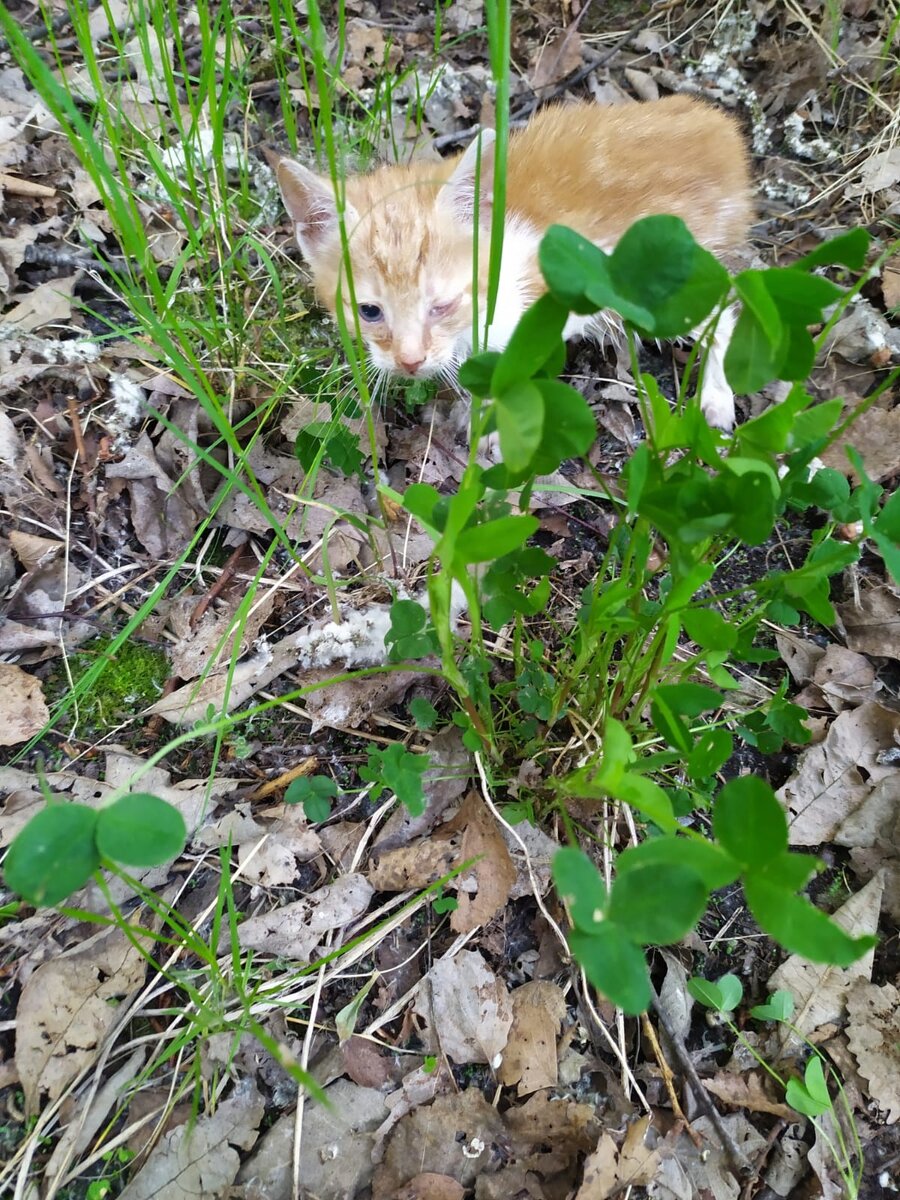 Котенок в канаве