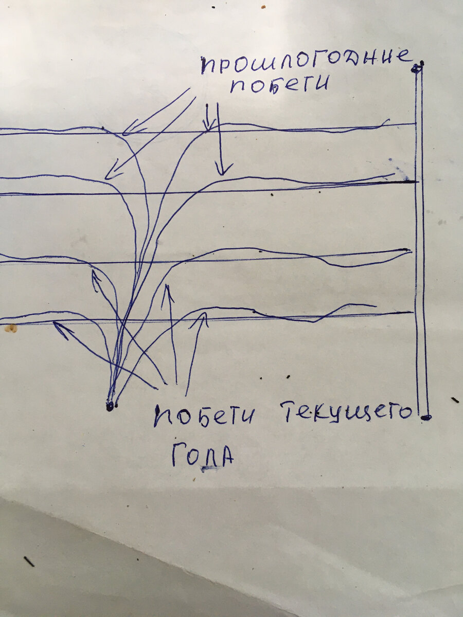 Распределение плетей ежевики ярусами