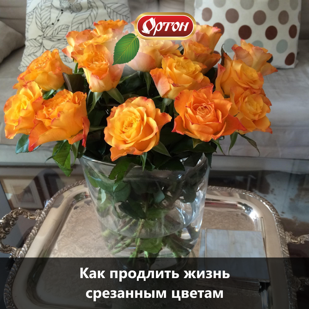 Сколько живут розы в вазе