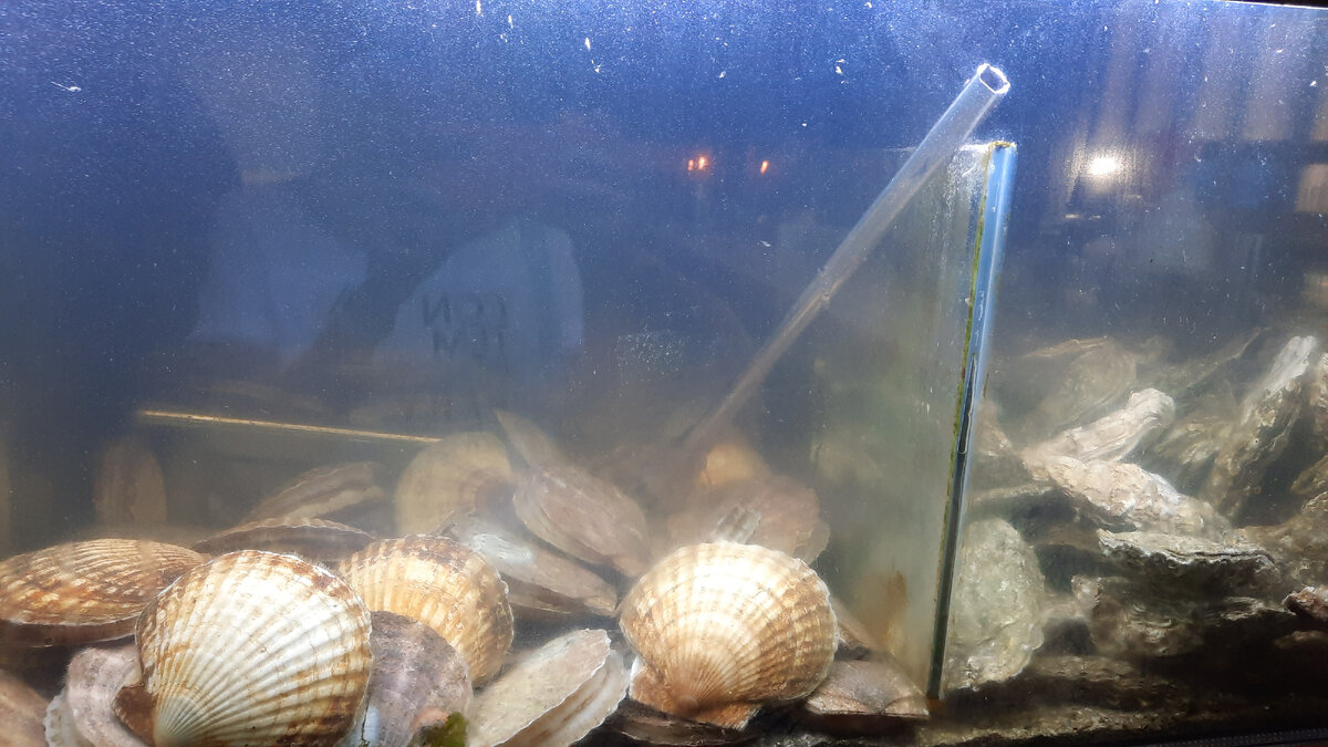 Аквариум в ресторане Ракушка | Личное фото