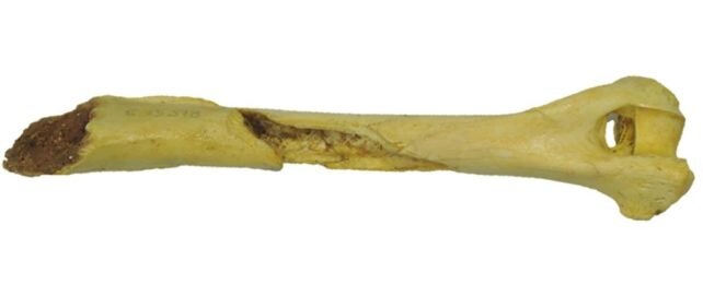   Hervella et al., J. Archaeol. Sci. Rep., 2022