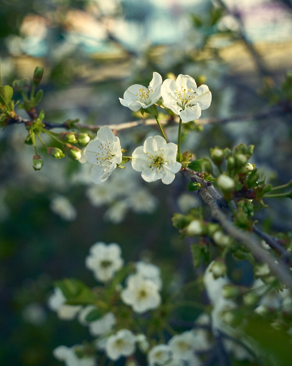 Цветение яблони