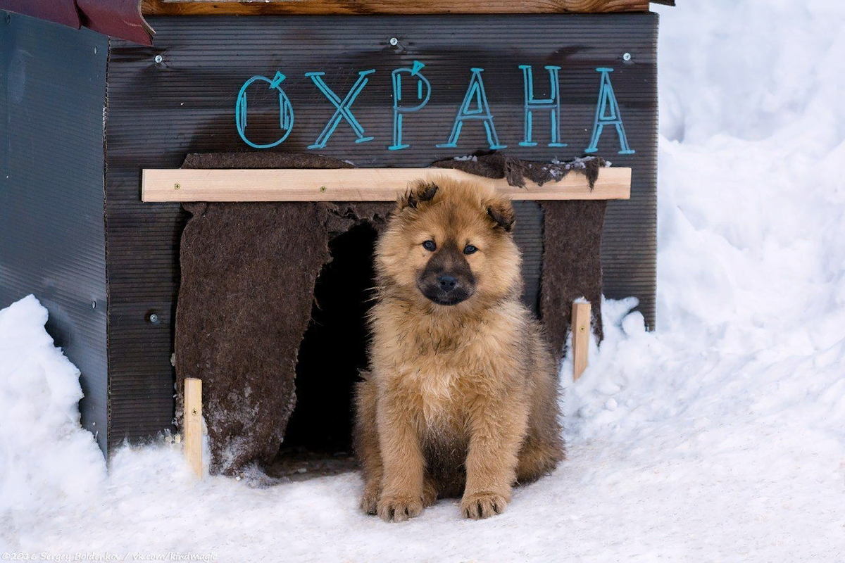 Включи сторожу. Собаки охранники. Собака охраняет дом. Собака сторожит дом. Породы собак для охраны.