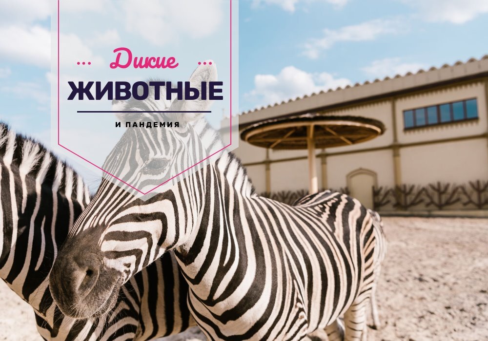 Источник animaltrips.ru 