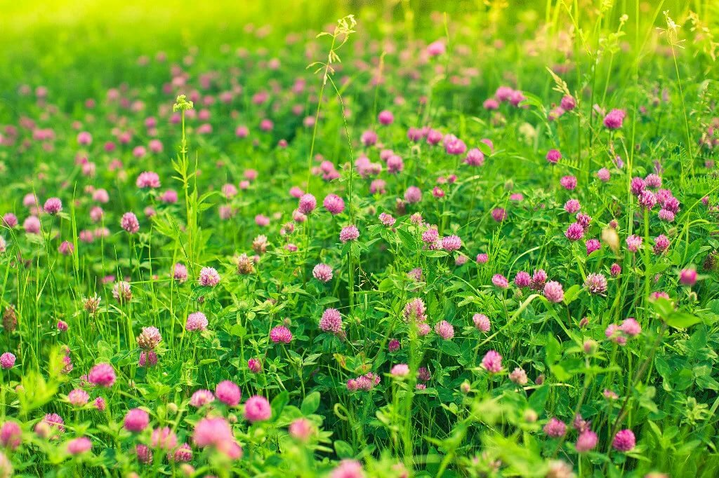 Клевер луговой высота. Красный Клевер Trifolium pratense. Клевер Луговой гибридный ползучий. Клевер Луговой Клевер красный. Клевер красный Луговой для газона.